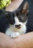 Bebel - gatinha de bigodinho - 3 meses