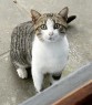 Romeu - lindo gatinho com o peito branquinho- 