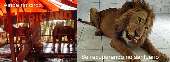 Em abril de 2009 o IBAMA confiscou quatro lees de um circo que tinha chegado em Xinguara, no sul do Par. Os animais encontraram abrigo num santurio de Sorocaba, SP.