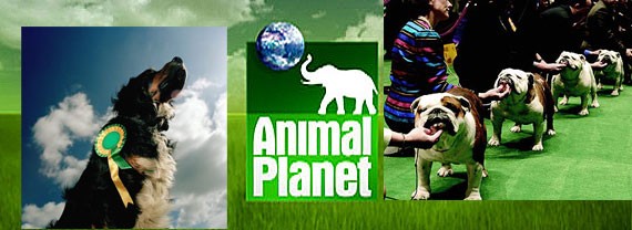 Programa do Animal Planet que mostra o cruel mundo por trs da criao de raas caninas, a omisso do Kennel Club, procriaes consanguneas e doenas derivadas dessa prtica como a siringomielia.