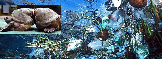 Pesquisadores mostram que animais tm se alimentado de plstico. Correntes martimas levam lixo da costa para o mar aberto.