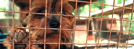 Pense no cão que você ama. Imagine que ele vive em uma jaulinha pequena, imunda, coberta de urina e fezes, sem nenhum tratamento veterinário, banho e pouquíssima comida.