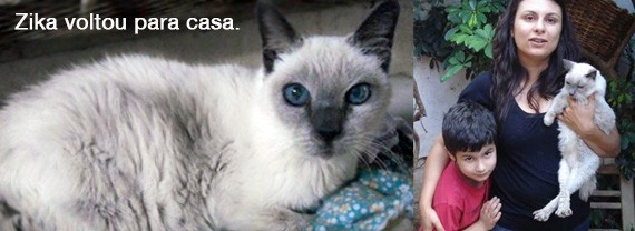 Deisi e sua família tinham perdido a esperança de encontrar Zika e resolveram adotar outro gatinho. Foram procurar no site do Bicho de Rua e um milagre aconteceu.