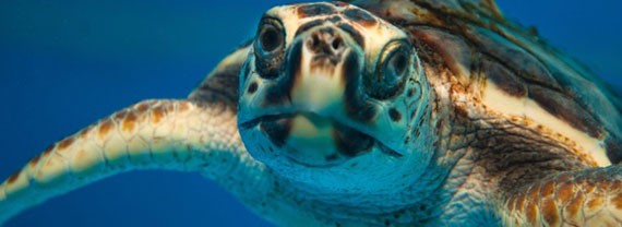 Veja o momento em que dois ativistas salvam uma tartaruga marinha da morte certa causada pelo lixo plástico jogado nos oceanos.