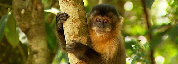 Os macacos foram resgatados nas ações de fiscalização realizadas pela CPRH em todo o Estado nos últimos anos.