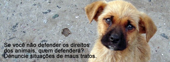 No dia 23/03/09 foi julgado, pelas Turmas Recursais dos Juizados Especiais do RS, o delito de maus tratos praticado contra um cão de rua pelo acusado Antônio Sérgio da Costa, em São Marcos/RS. 